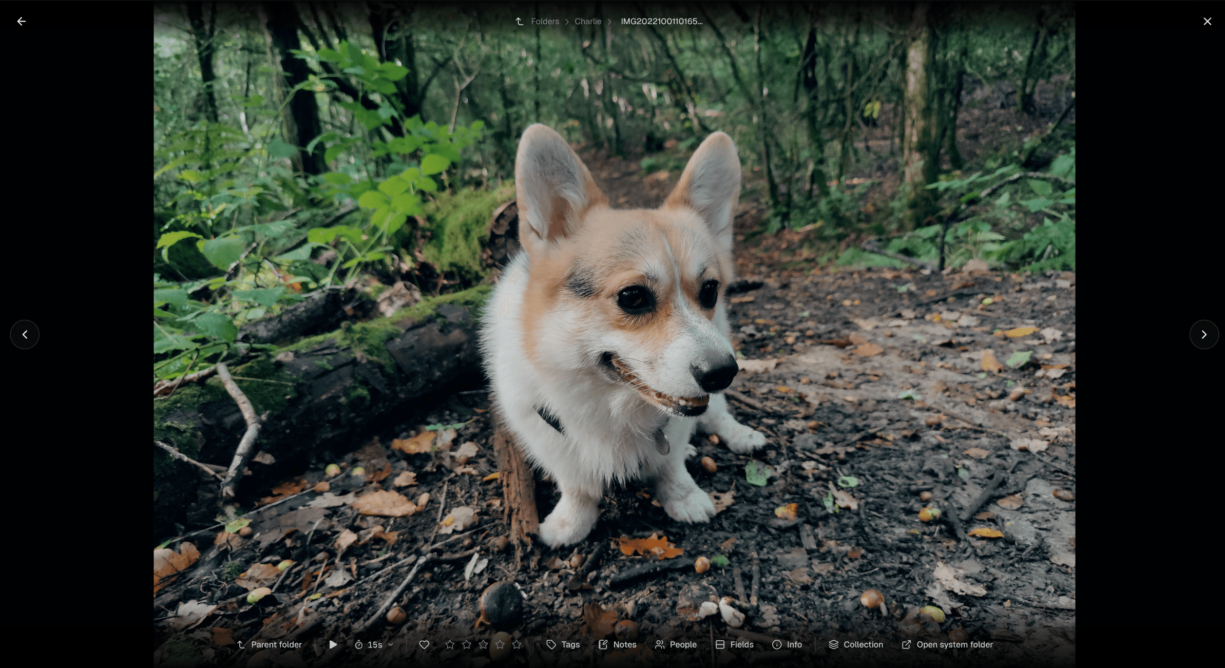 A photo open in Loshelf's full-screen viewer